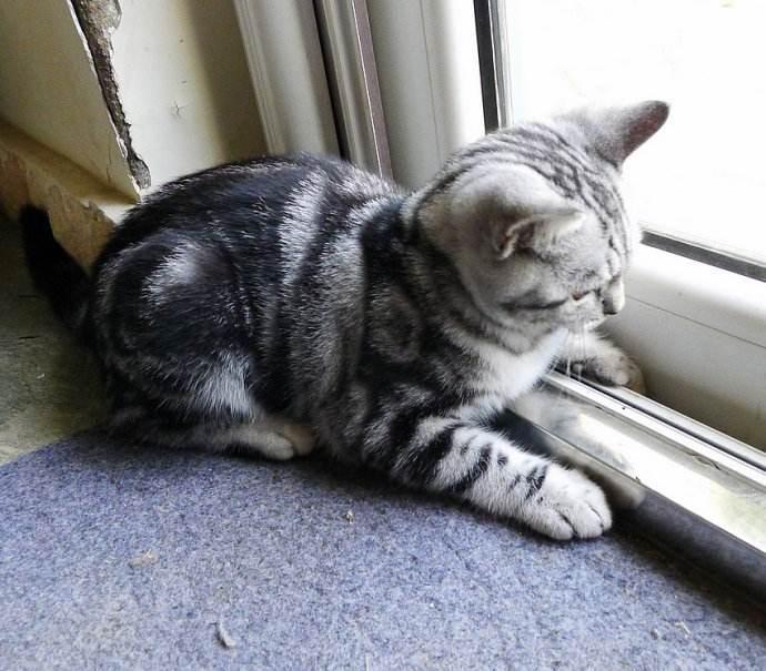 ������è�г��۶���Ǯһֻ ������è��ô��Ʒ��û�