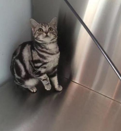 ������è�г��۶���Ǯһֻ ������è��ô��Ʒ��û�