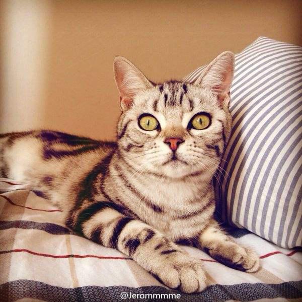 ������è�г��۶���Ǯһֻ ������è��ô��Ʒ��û�