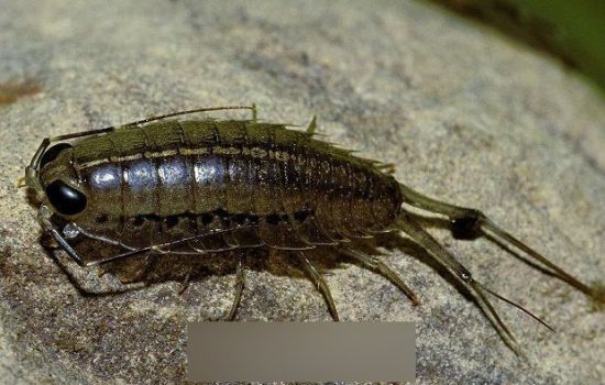 ������ʲô�ط����� һֻ���һ�β���������