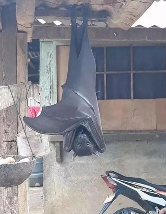 蝙蝠飞到家里是什么预兆 在古代蝙蝠是福寿安康的象征