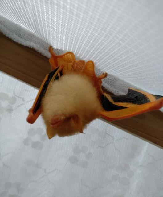 ����ɵ�������ʲôԤ�� �ڹŴ������Ǹ��ٰ���������