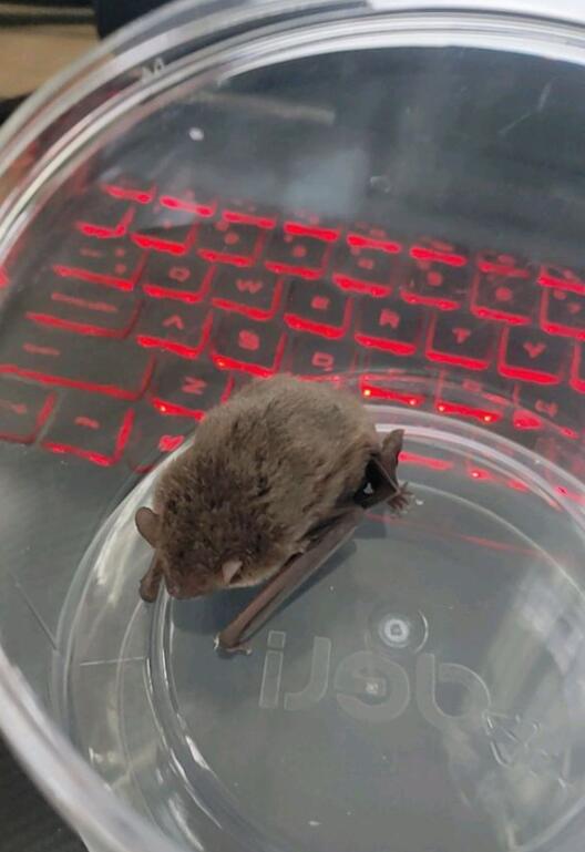 蝙蝠全身携带100多种病毒,比如狂犬病毒,尼帕病毒,汉塔病毒等,本身