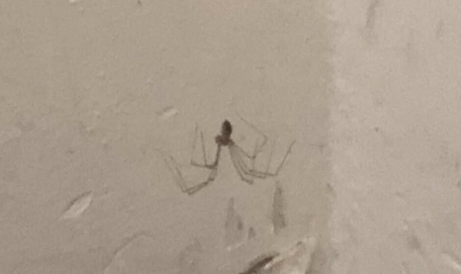 Ϊʲôǧ����ڷ������֩�� ֩����ʲô��ζ�Ͷ���