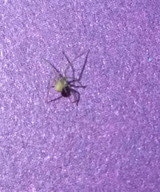 Ϊʲôǧ����ڷ������֩�� ֩����ʲô��ζ�Ͷ���