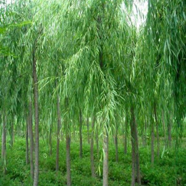 柳条打鬼好还是桃树好在民俗文化中桃树和柳树都有着驱邪避魔的作用