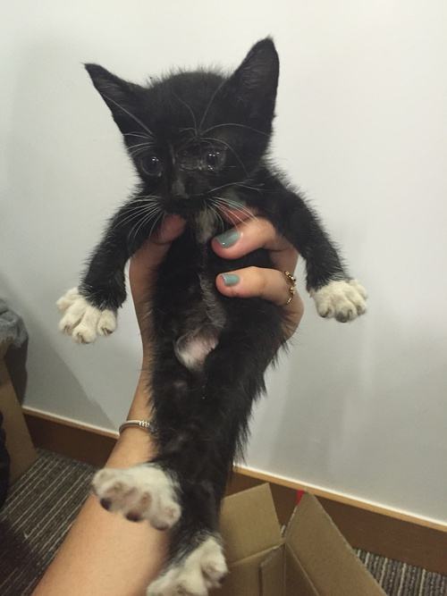 ����̤ѩè���������ò��� ��ʲôƷ��Ϊʲô��