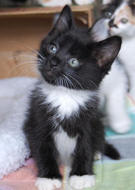 四蹄踏雪猫吉不吉利好不好 是什么品种为什么贵