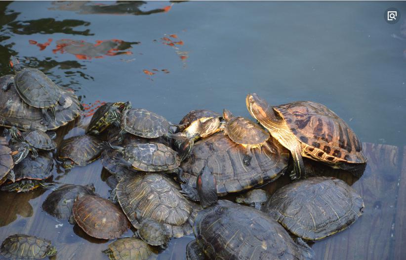 在自然环境中的乌龟,不论是成年龟还是小幼龟,都有爬上岸晒背的生活