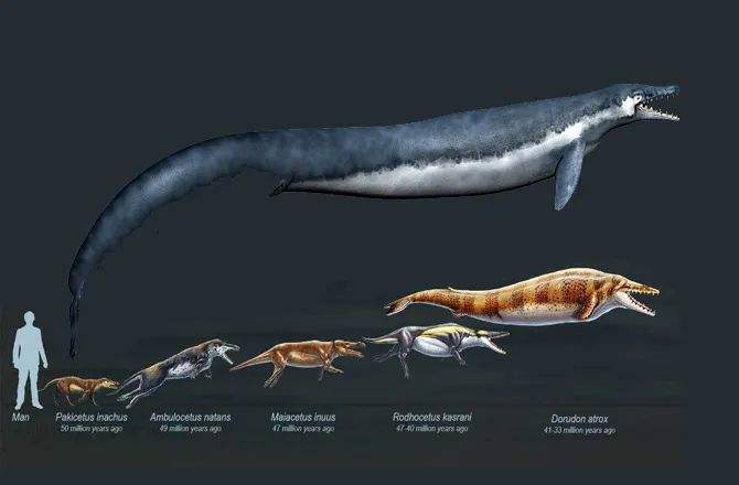 ������������ԭ���� ��������û�����