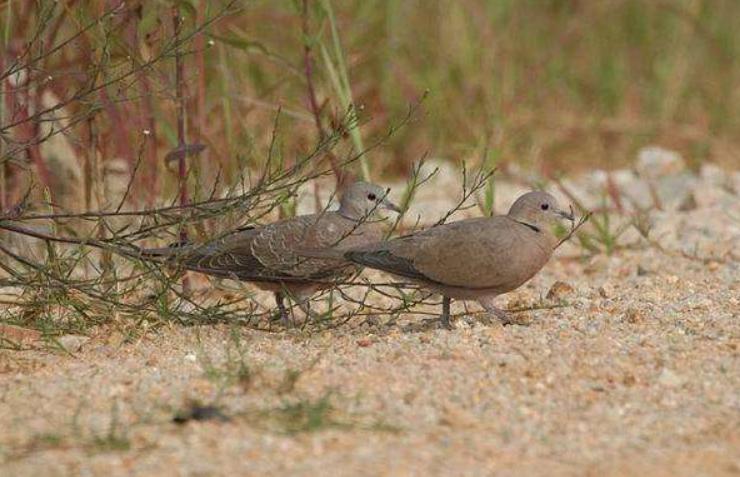 ӡ�ڰ��ϰ����ʲô��˼ ���׸赱���Ƿ����˵�