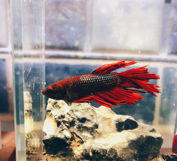 ��������ʲô��ˮ�ò��� ������Ҫע��ʲô