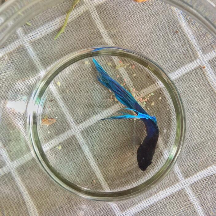 ��������ʲô��ˮ�ò��� ������Ҫע��ʲô