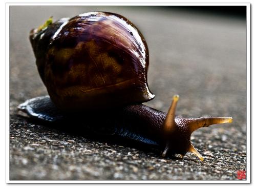 ����ţһ��Ҫ������ ��ţ��ô���Ų�����