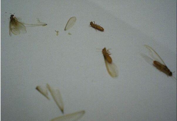 �а��ϵķ��ӻ���ס�� ������ְ�������ô����