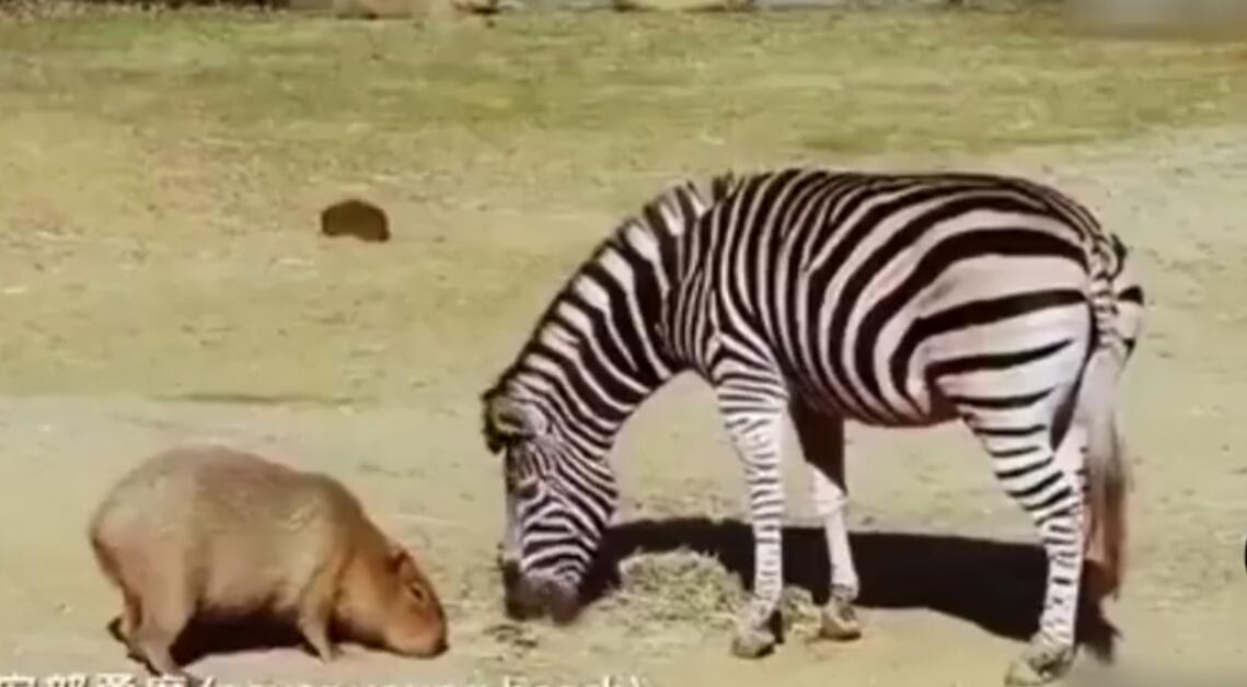 Ϊʲô���㶼����ˮ�����������ʲô ˮ�����й����Ϸ���