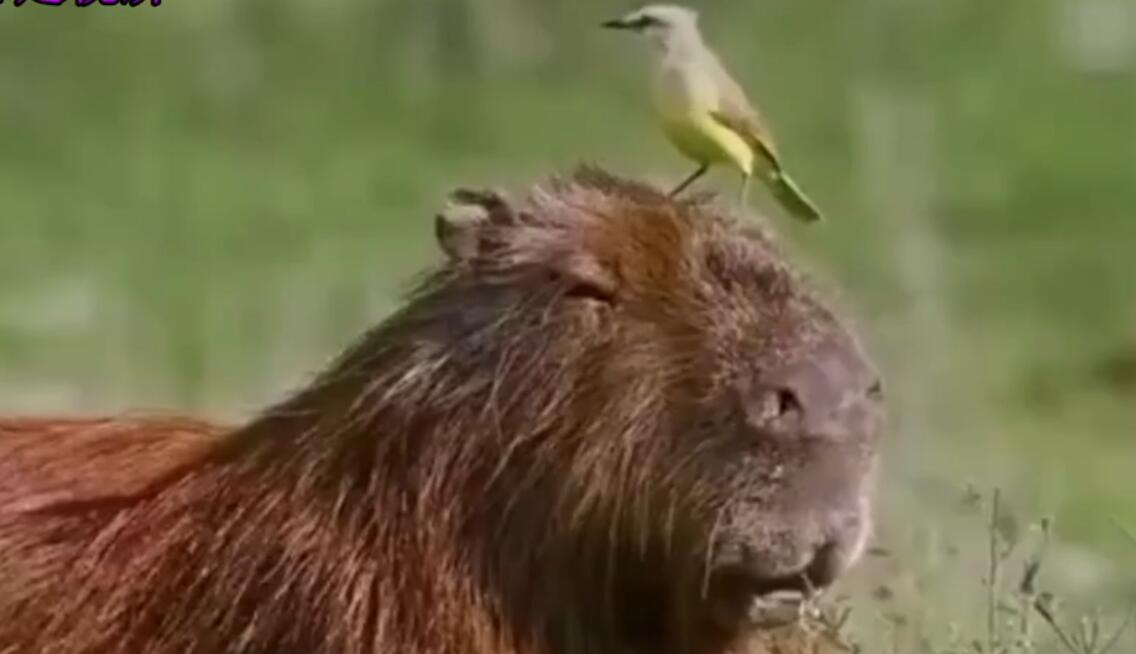 Ϊʲô���㶼����ˮ�����������ʲô ˮ�����й����Ϸ���