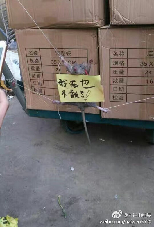 �����廨�����ǰ�һڹ��� ���ѣ���д��������ֻ��ä��