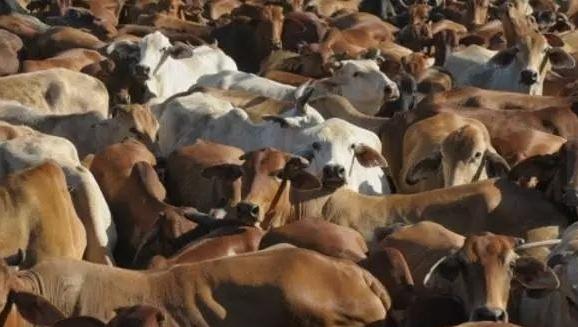 ������ţ�����Ǯһ�� Ϊɶ�й�ţ���������