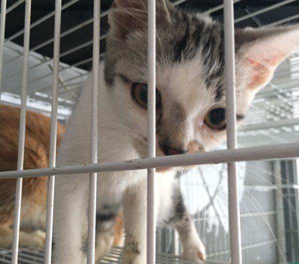 ��Ժè��ʲô��˼ ��Ժè��ô�ж�