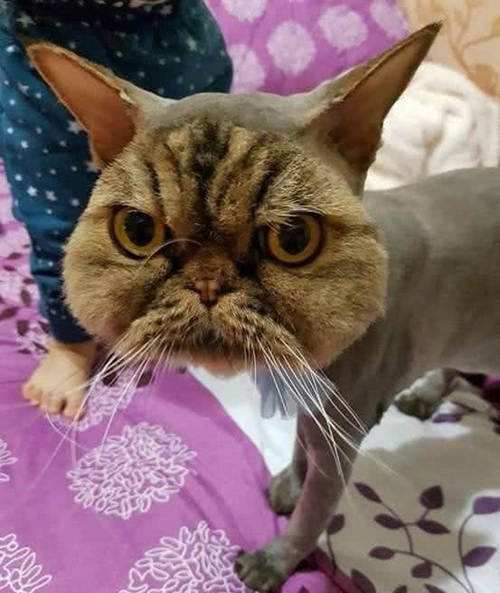 ��Ժè��ʲô��˼ ��Ժè��ô�ж�