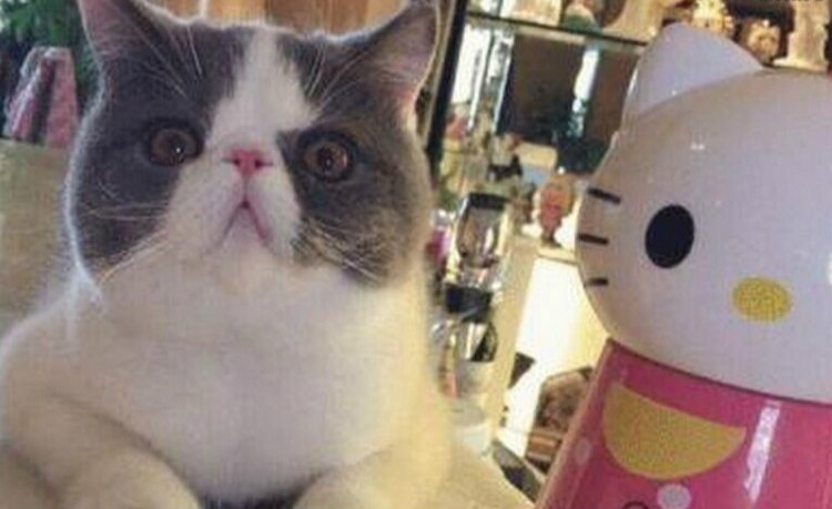 李晨含蓄秀恩爱 深夜示爱范冰冰网友表示受不了