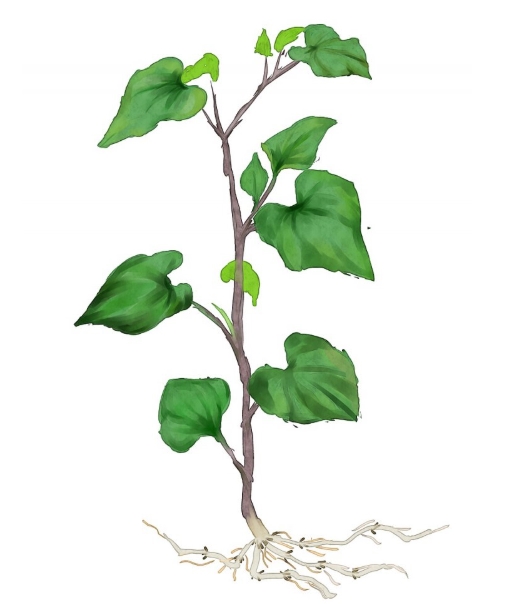 �۶����ǲ������Ȳ� �۶���Ϊʲô����ƨ��