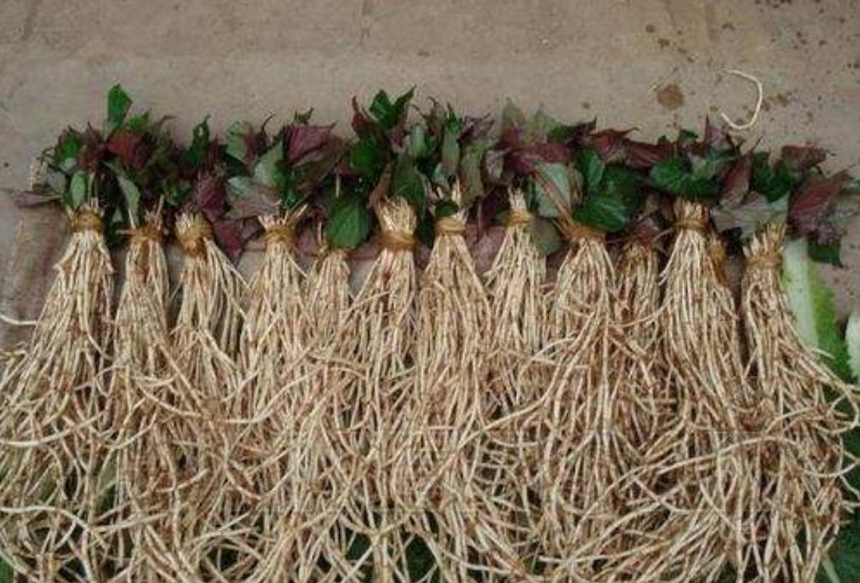 �۶����ǲ������Ȳ� �۶���Ϊʲô����ƨ��