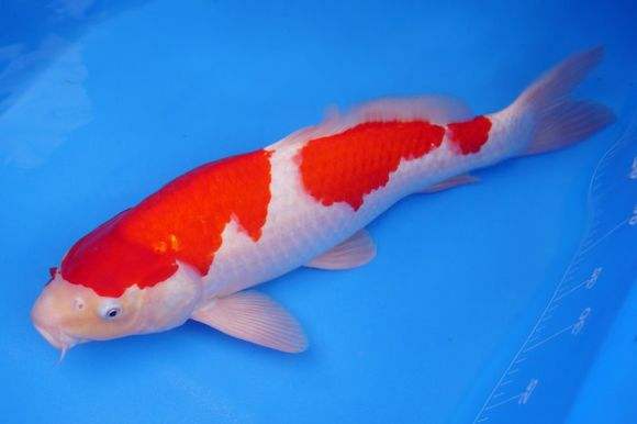 �ձ�����͹������������ �ձ��������Ǯһ��