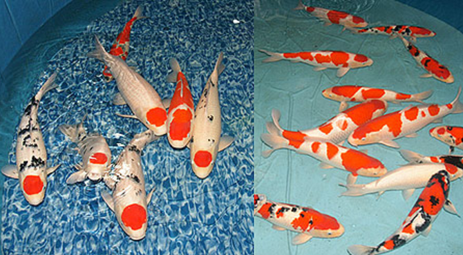 �ձ�����͹������������ �ձ��������Ǯһ��