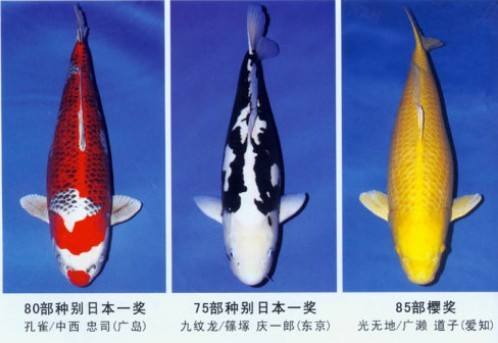 �ձ�����͹������������ �ձ��������Ǯһ��