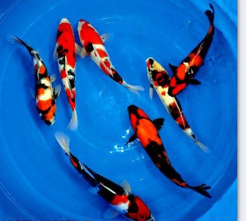 �ձ�����͹������������ �ձ��������Ǯһ��