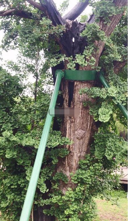 �׻�ľʲôľͷ�������� �������ҵ��׻�ľ