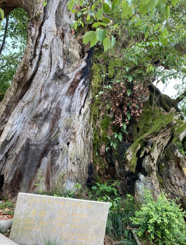 �׻�ľʲôľͷ�������� �������ҵ��׻�ľ