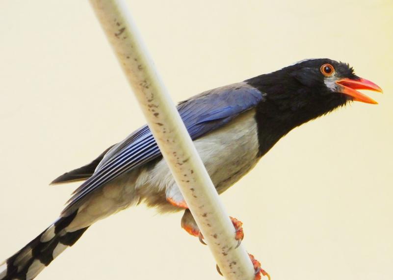 ��ѻ�����˼��ʲô ���ķ�����ǲ��Ǿ��Ǻõ�