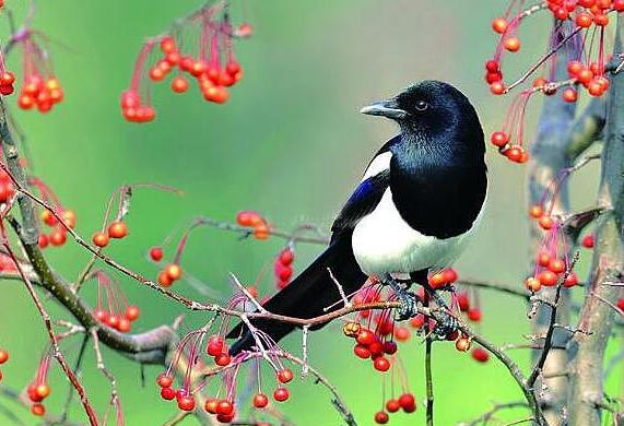 ��ѻ�����˼��ʲô ���ķ�����ǲ��Ǿ��Ǻõ�