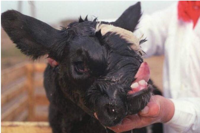 �ж�ŵ��������������Ƭ �ж�ŵ�������ڻ��к˷�����