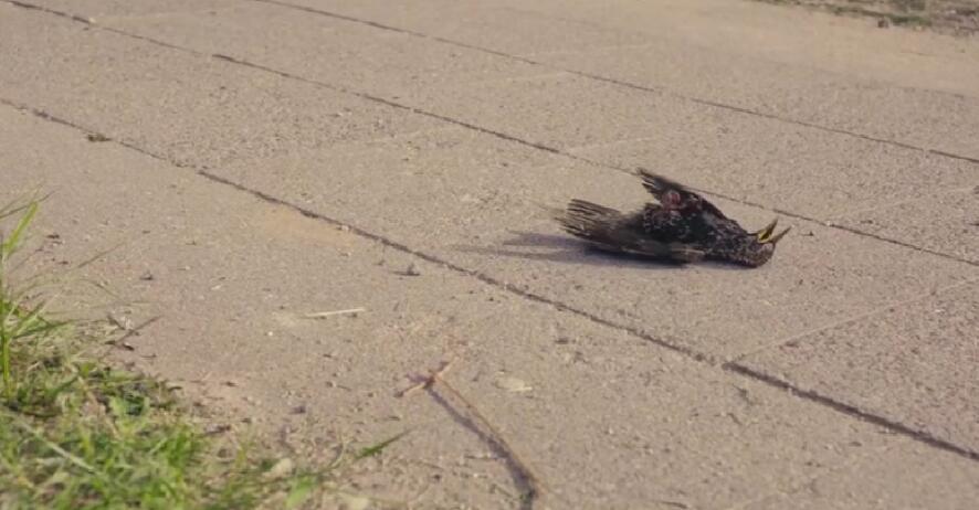 �ж�ŵ��������������Ƭ �ж�ŵ�������ڻ��к˷�����