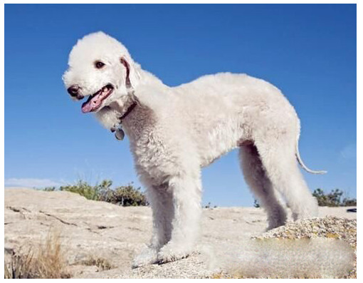 为什么贝灵顿梗那么贵 贝灵顿梗在中国不能养吗