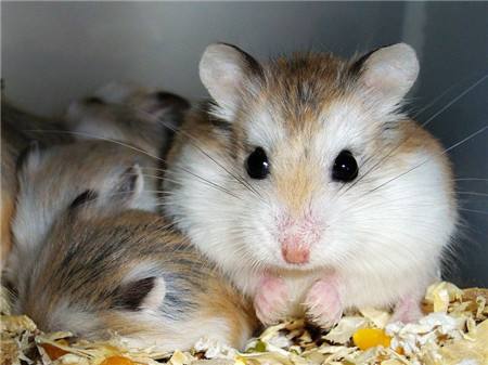 �������Ƿ��Ⱦ������ �����ǲ����кܶ�ϸ��