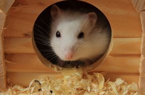 �������Ƿ��Ⱦ������ �����ǲ����кܶ�ϸ��