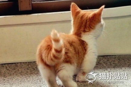 ������è��ʲô����ȱ���� ������è����һ�������