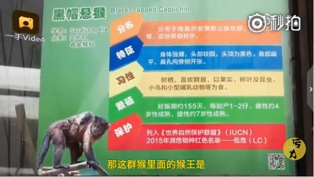 �����԰�������Ǻ�ñ������ ��ñ������ô�����������