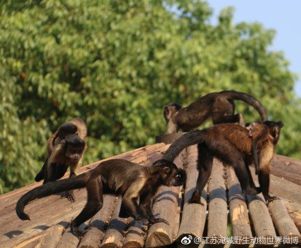 �����԰�������Ǻ�ñ������ ��ñ������ô�����������