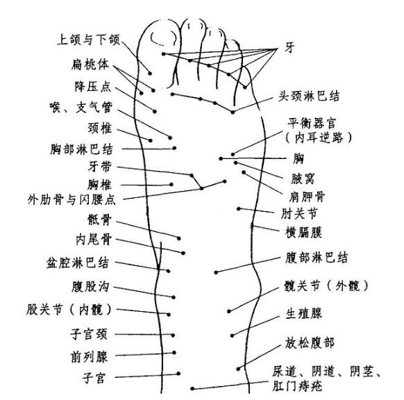 脚的结构图和名称图片