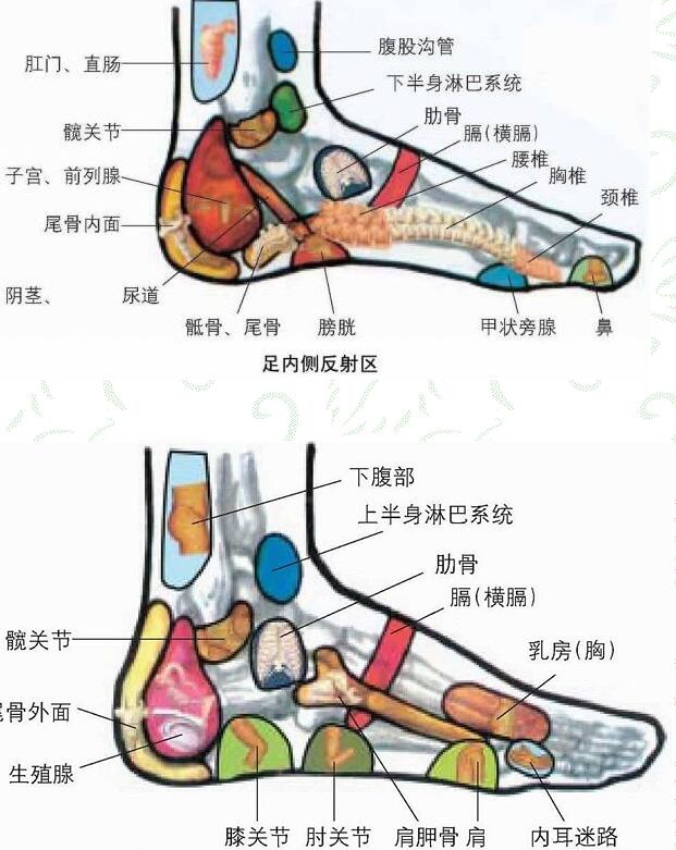 脚的各个部位详细图 脚主要是分为几个部分组成