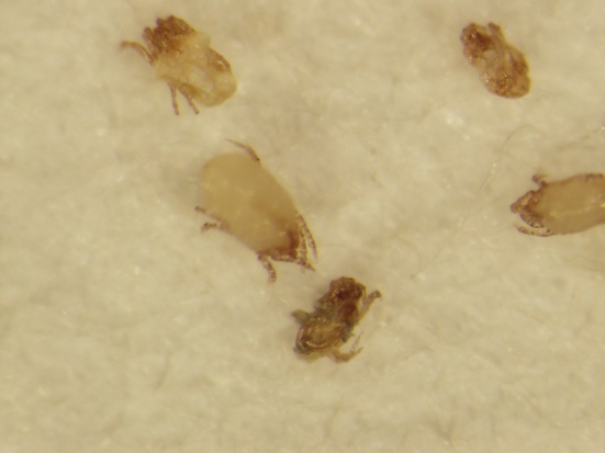 ����ҧ�İ���ɶ���� ��ô�жϴ����Ƿ�������