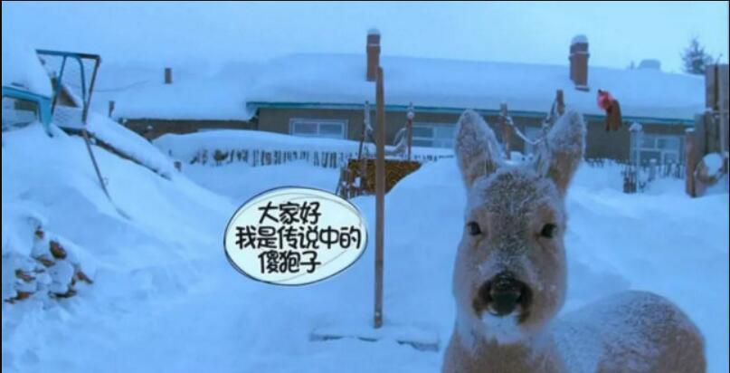 ɵ������ʲô��˼ʲô���� ɵ����Ϊʲô��ɵ����