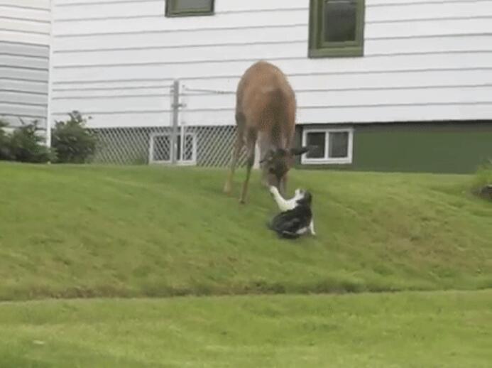 ɵ������ʲô��˼ʲô���� ɵ����Ϊʲô��ɵ����