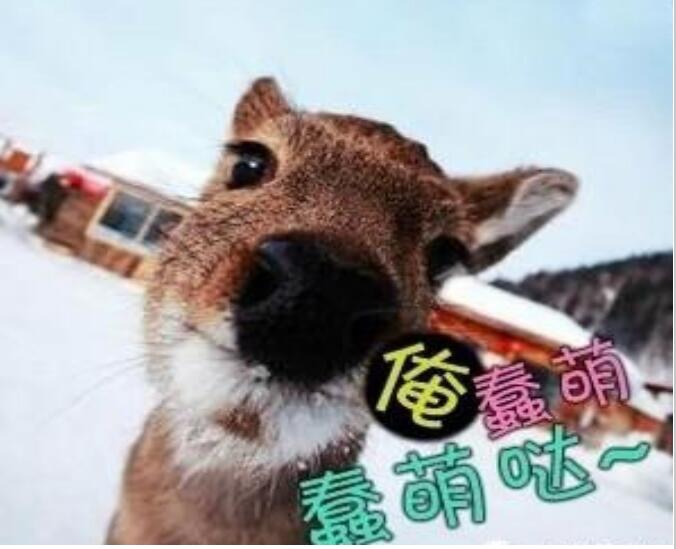 ɵ������ʲô��˼ʲô���� ɵ����Ϊʲô��ɵ����